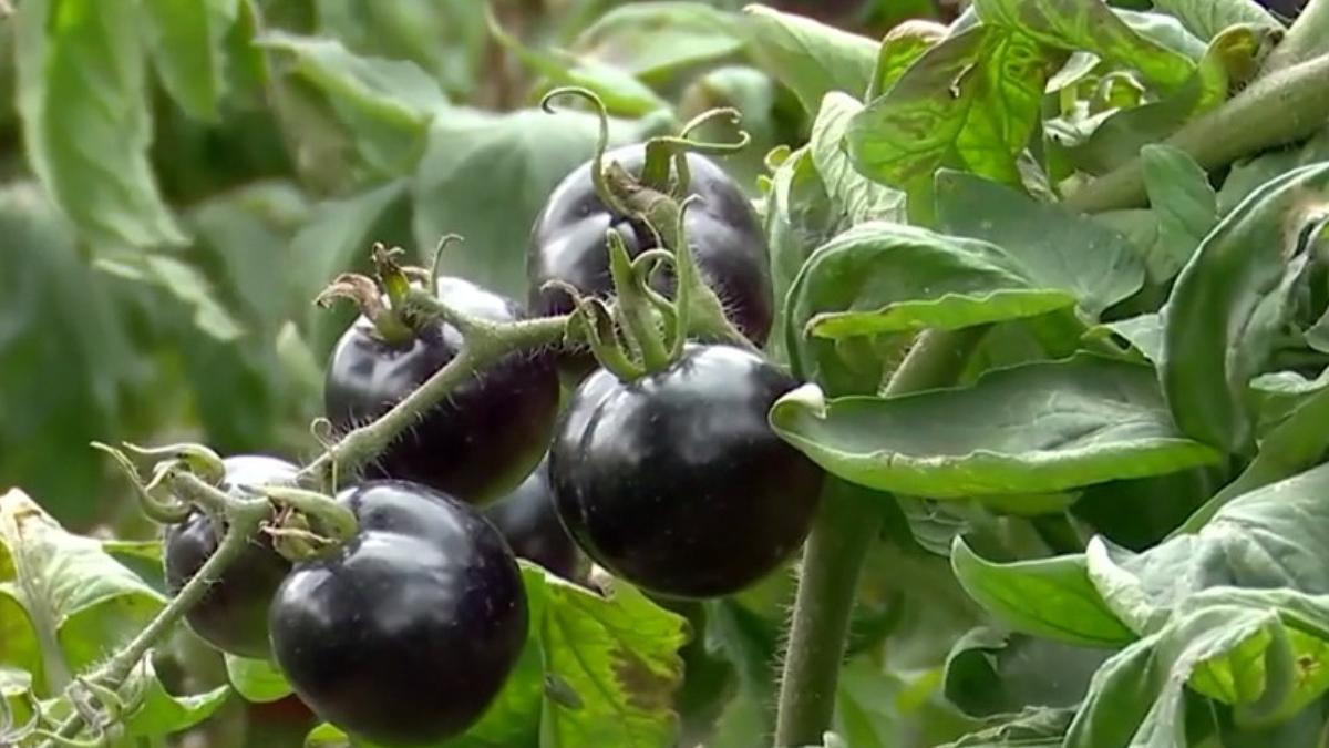 loc romania cercetator roman tamata neagra beneficii sanatate