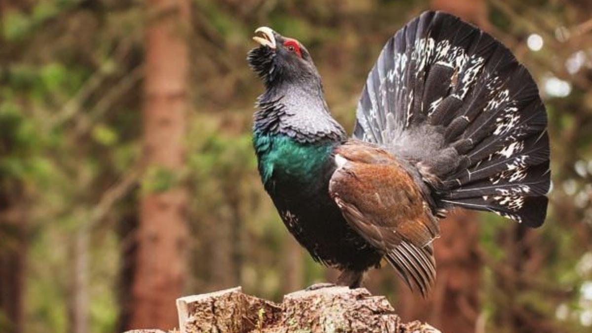 pasare vanat romania cocos de munte infringement mediu uniunea europeana