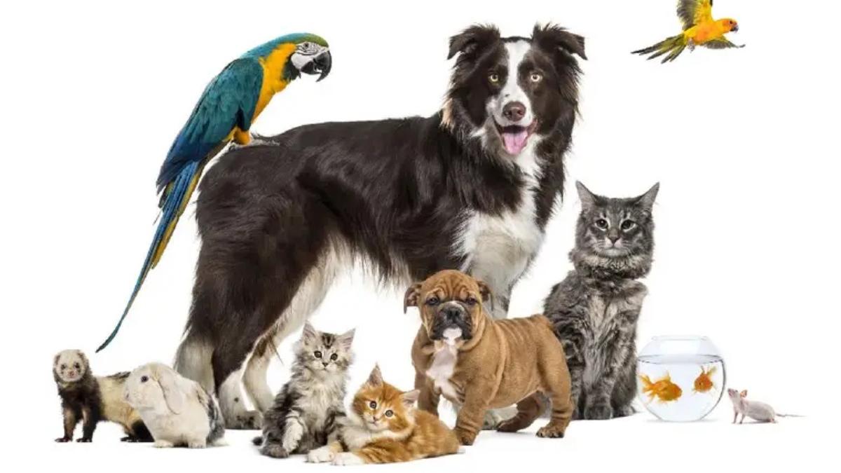 terapie creier beneficii sanatate animale de companie caine