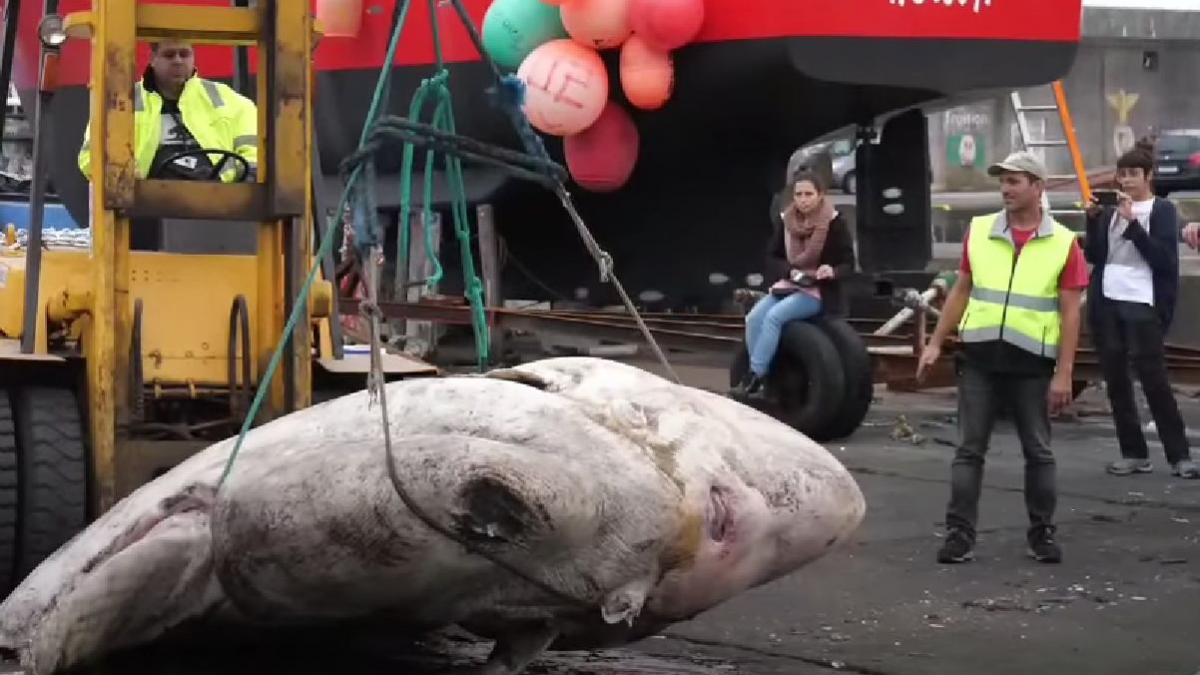 creatura plaja europa portugalia peste soare