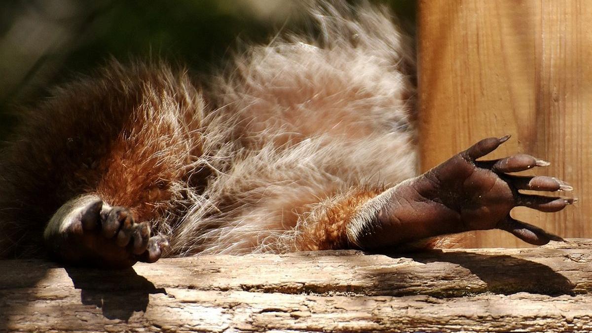 familie romani animal exotic agresiv omora animale mai mici