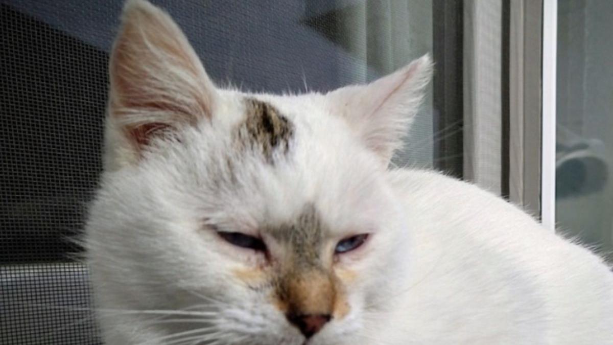 pisica lille franta baiat mort cazut etaj