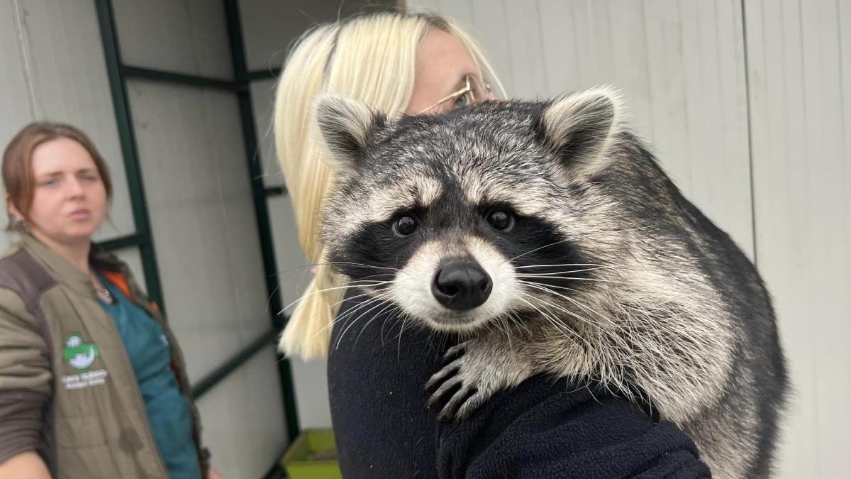 poveste ton raton dus ilegal romania abandonat stapani