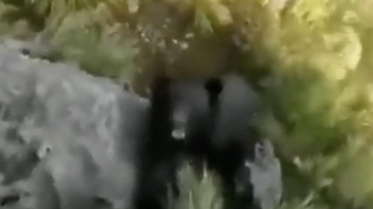 alpinist atacat urs se catara stanca