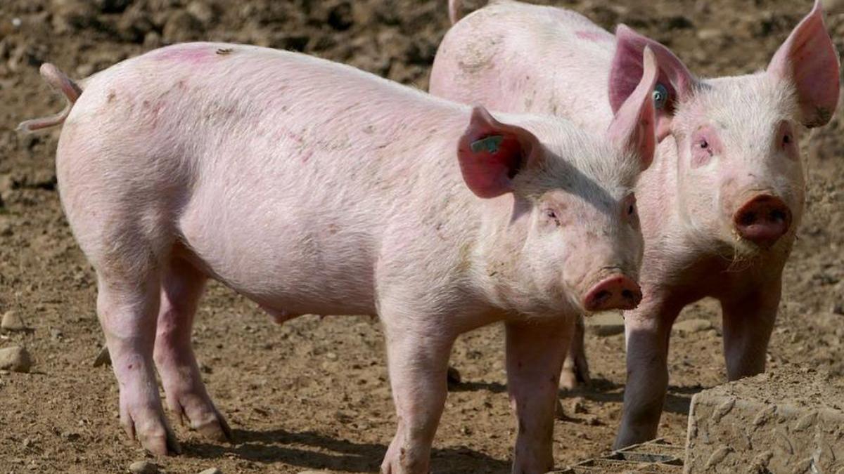 timis dosar penal porci ingropati pe camp pesta porcina