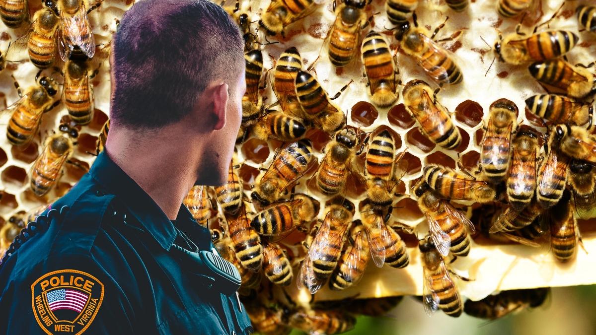 atac femeie roi albine politisti massachusetts sua ordin evacuare