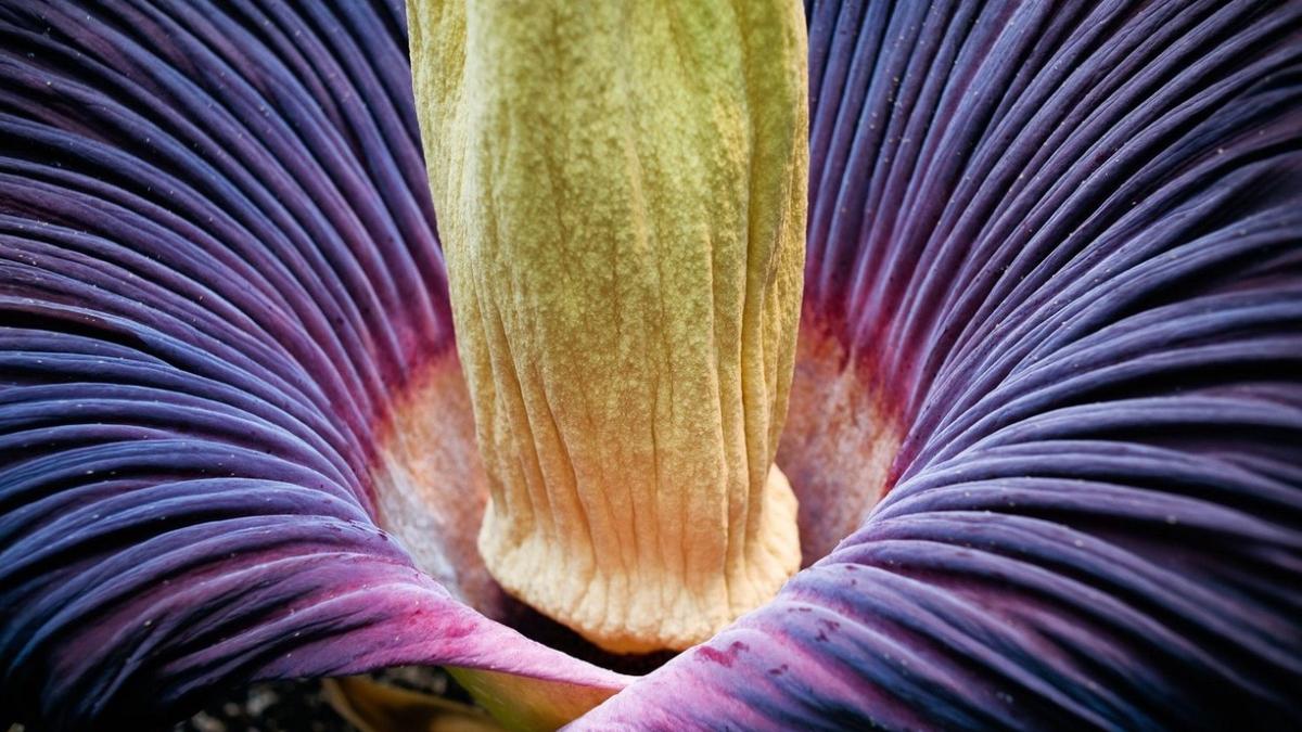 cum arata floarea cadavru salvata disparitie chinezi a produs seminte