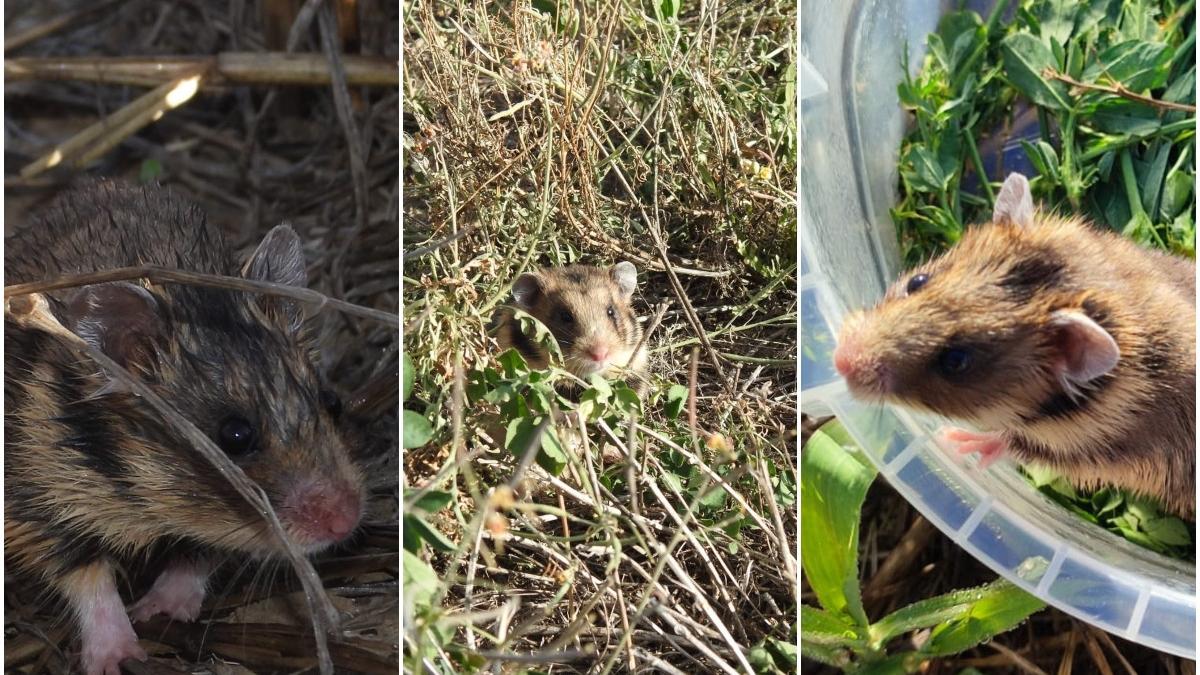 hamsteri romanesti descoperiti in rezervatia biosferei delta dunarii