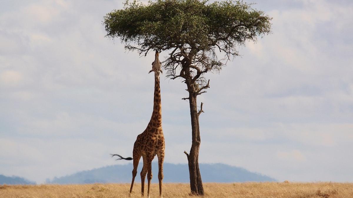 africa de sud fetita un an jumate a murit calcata girafa mama stare critica