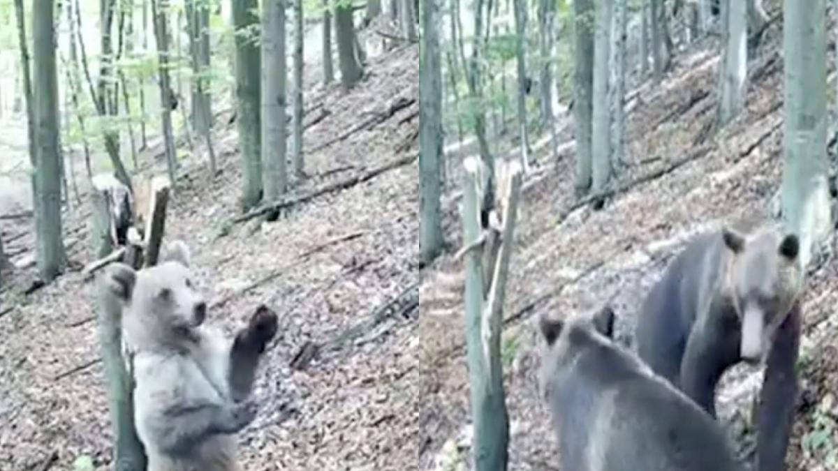 imagini pui de urs joaca padure muntii parang