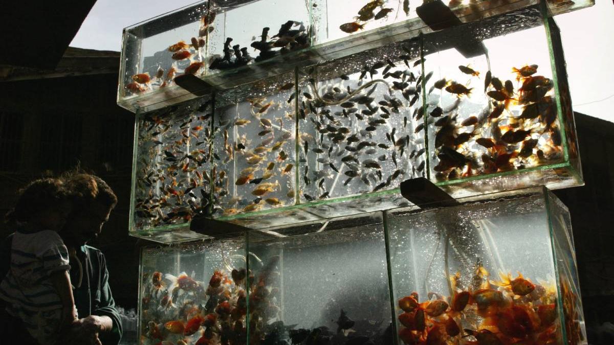 fetita acvariu cazut in cap magazin animale craiova