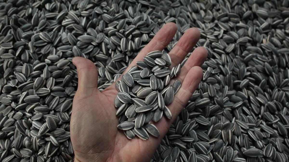 seminte floarea soarelui ingrasa beneficii cum consumam