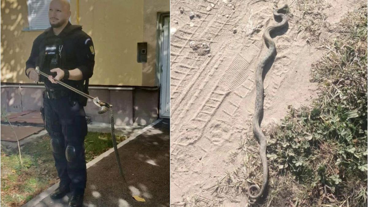 vipera 60 centimetri bloc drobeta turnu severin