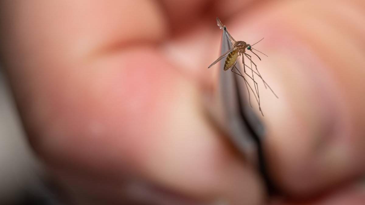 de ce tantarii inteapa doar unii oameni