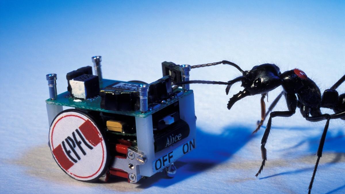 fotografie inspaimantatoare cum arata de fapt fata unei furnici