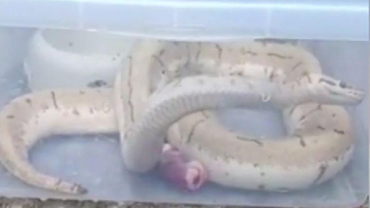 barbat oradea gasit trei pitoni tomberon fata blocului