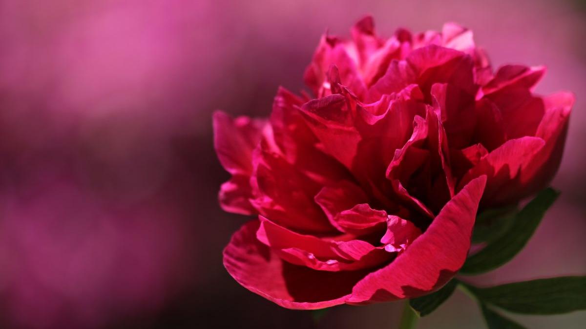 bujor floare nationala romania klaus iohannis lege promulgata