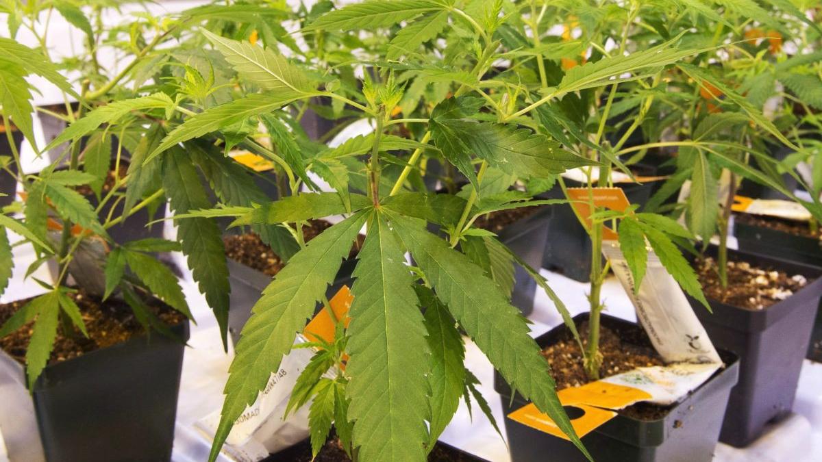 criza energetica germania legalizeaza canabis