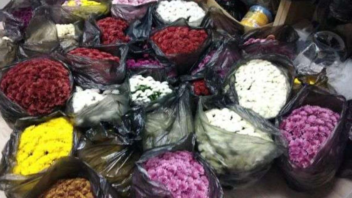 cluj napoca hot cimitir flori ghivece crizanteme