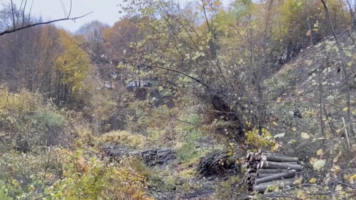 proprietari padure maramures copaci rasi suspect candidat functie primar