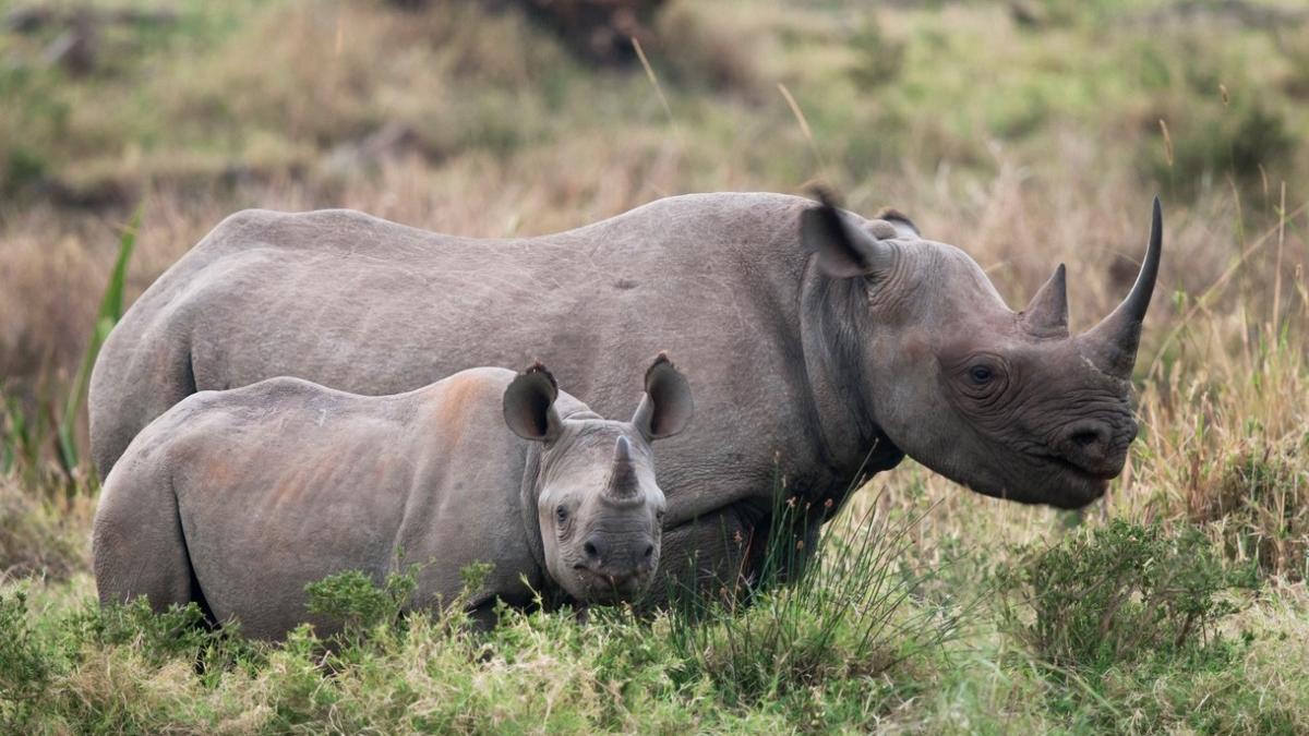 fotografii 140 ani coarne rinoceri micsorat ultimul secol cauza