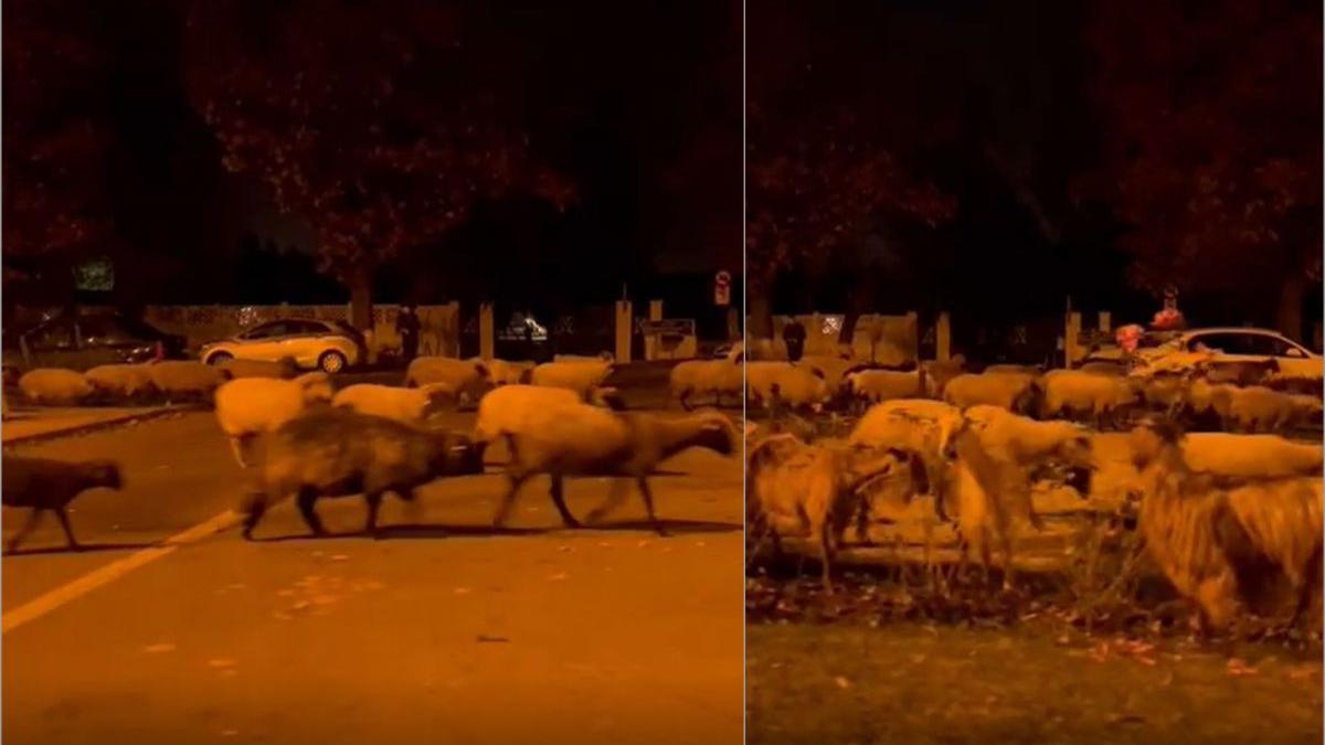 turma oi mancat flori academie politie agenti manare dn1