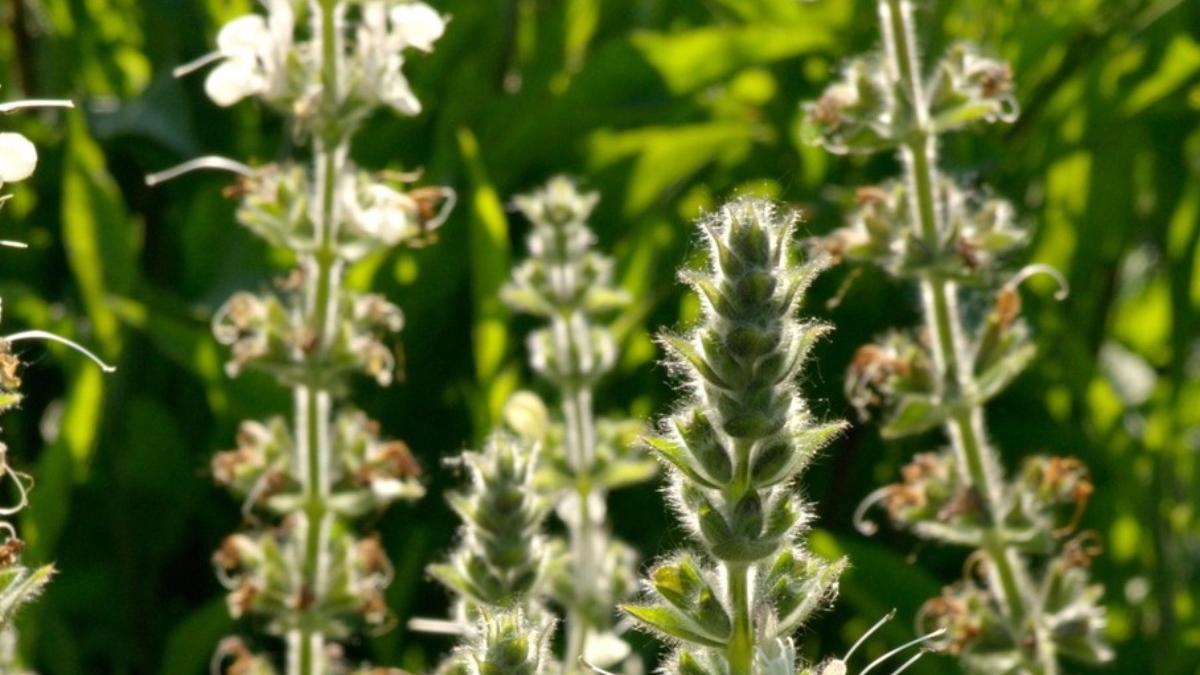 noua specie planta descoperita romania caracteristi salvia revelata