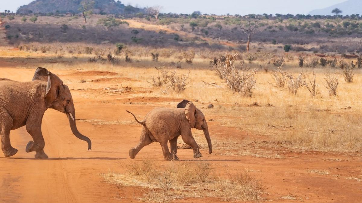 seceta ucis peste 200 elefanti kenya 2022