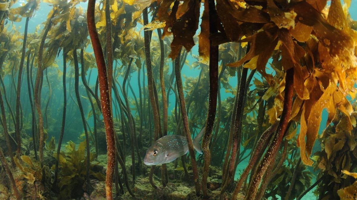 cea mai mare padure ierburi marine lume decoperita camere rechin