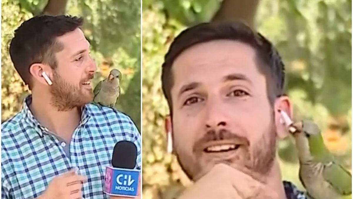 papagal fura casca reporter chile