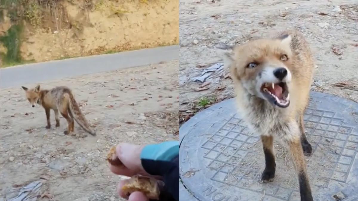 vulpe filmata mananca ciocolata mana preot resita