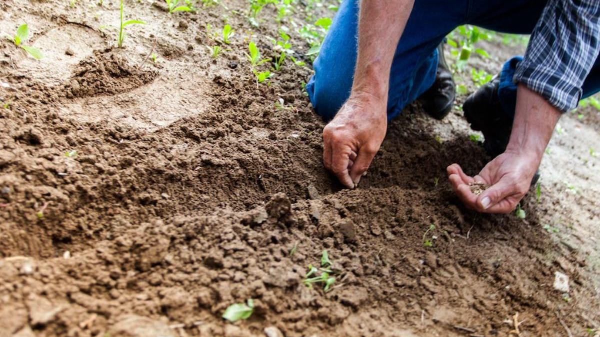 fermier vaslui inchisoare suspendare fonduri europene