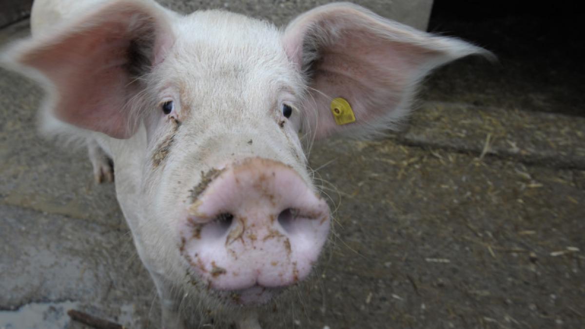 trebuie stii cumperi porc tara cum transportat oras porc taiat