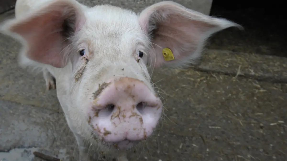 trebuie stii cumperi porc tara cum transportat oras porc taiat