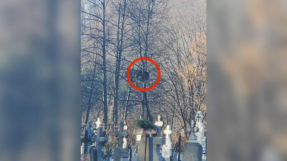 mesaj ro alert in judetul prahova un urs a fost vazut intr un cimitir