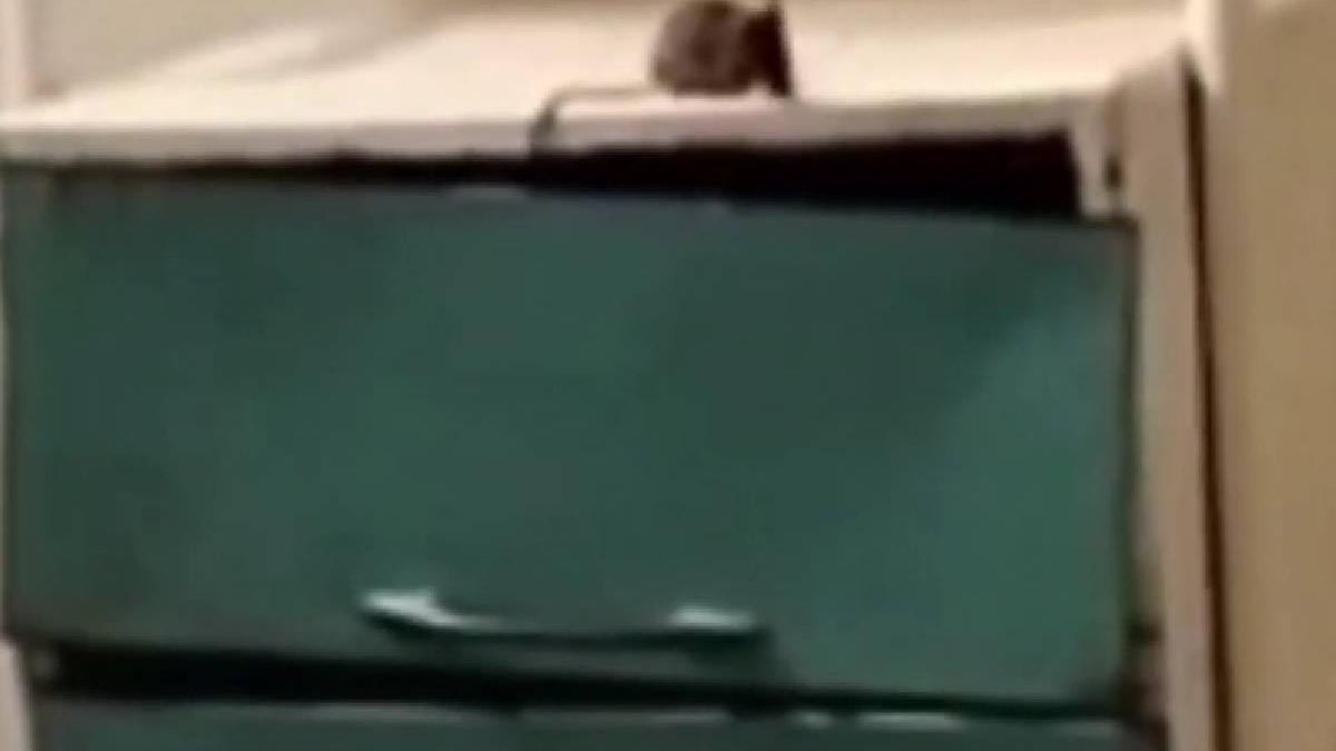 amenda spital soareci salaj