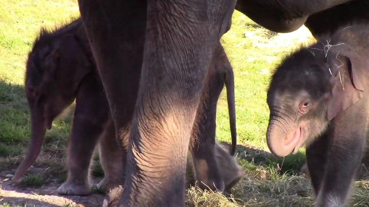 gradina zoologica elefant nascut gemeni