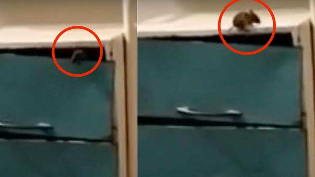 soarece sectie pediatrie salaj