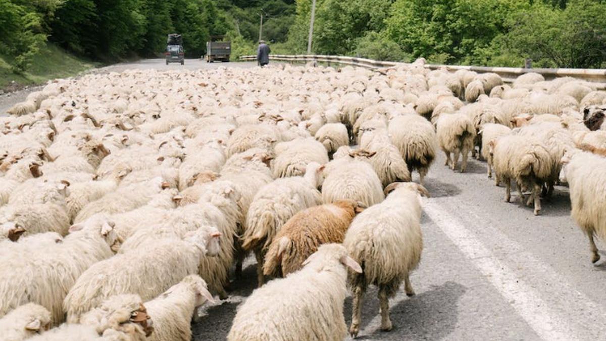 masian turma oi accident prahova