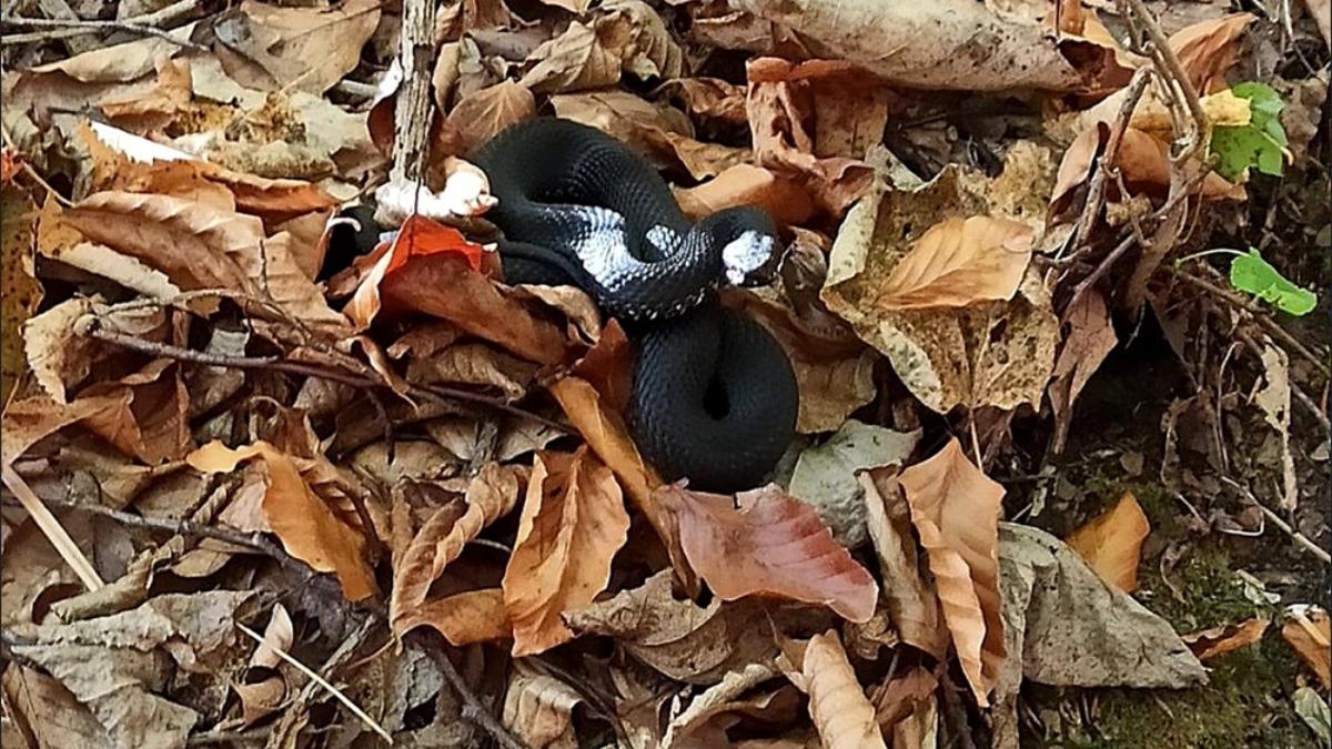 vipera nikolskii fotografiata padure iasi recomandari sarpe veninos