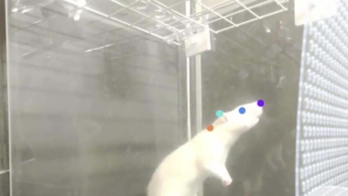 dans muzica soareci studiu