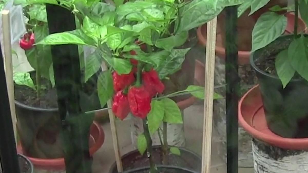 cel mai scump ardei iute din lume pret