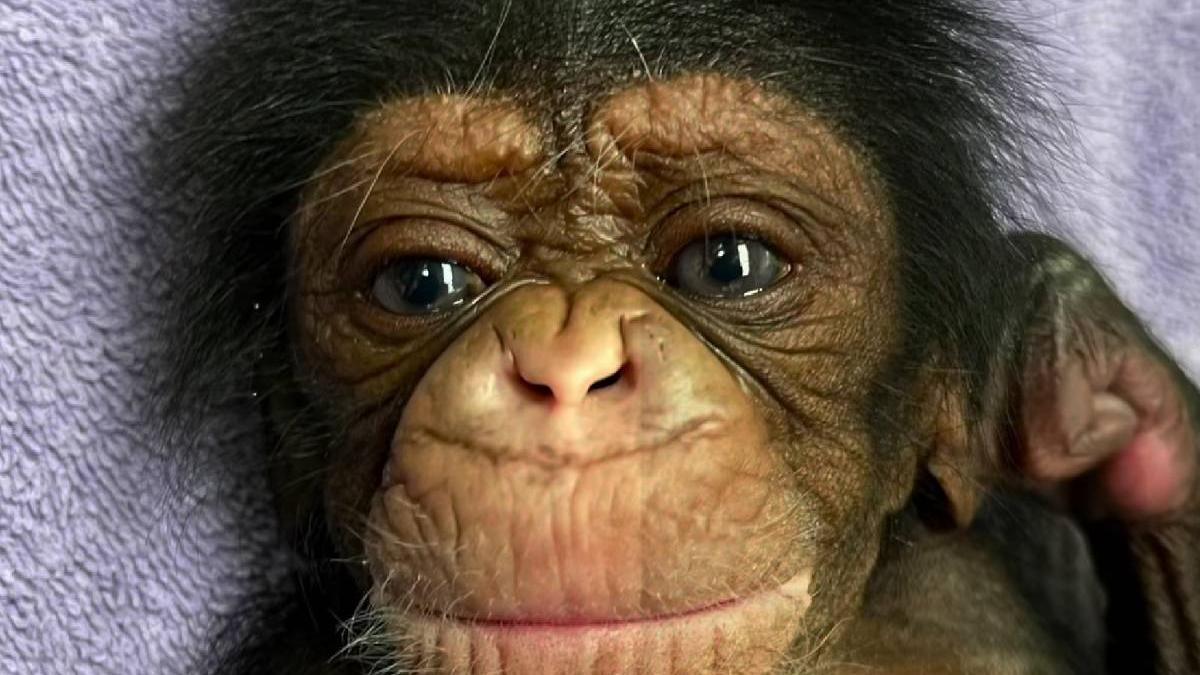 reactia emotionanta a unei femele cimpanzeu care isi vede pentru prima data puiul cei doi sunt pur