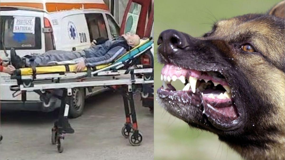 barbat iasi stare grava muscat patru caini fara stapan