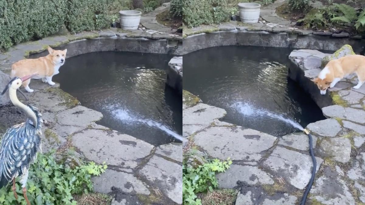 catel panica pestii familiei disparut viral