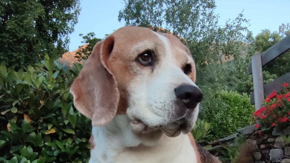 italian recompensa sa afle cine i a otravit cainele beagle snoopy