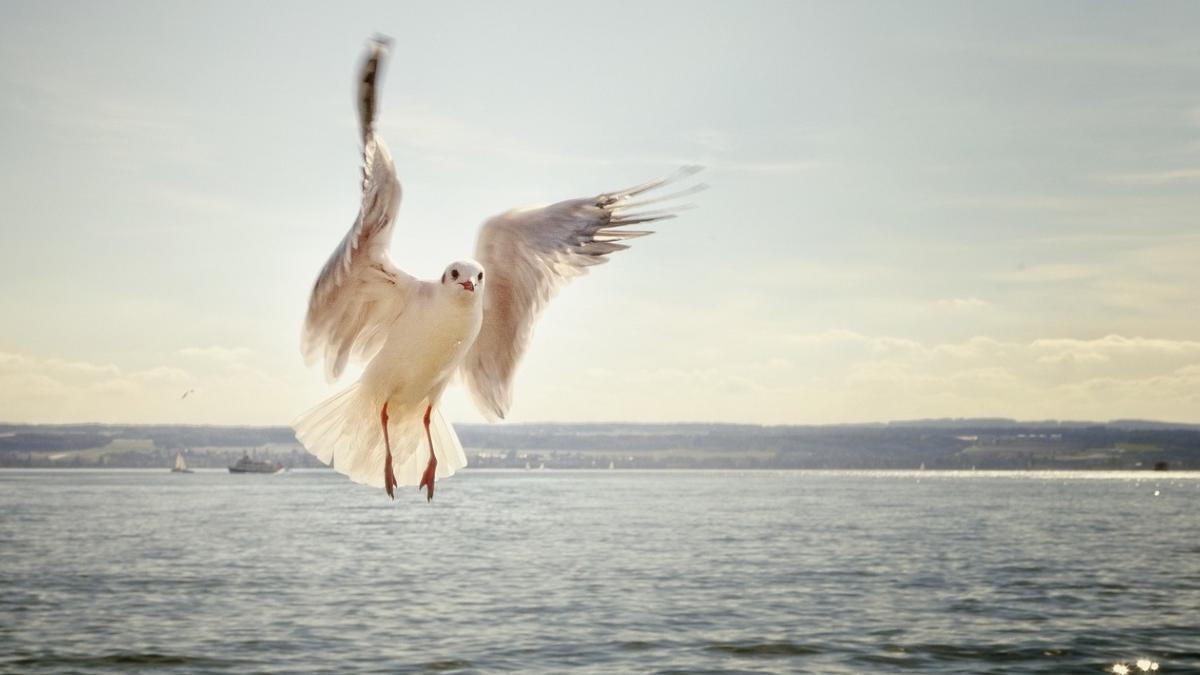 observare pasari beneficii mari sanatatea mintala