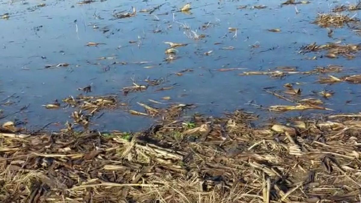 sute hectare inundate raul crisul alb comune arad