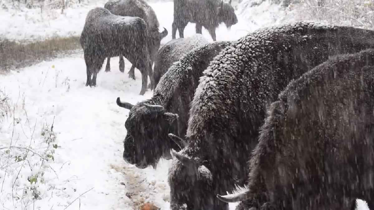 turma zimbri filmata neamt romsilva