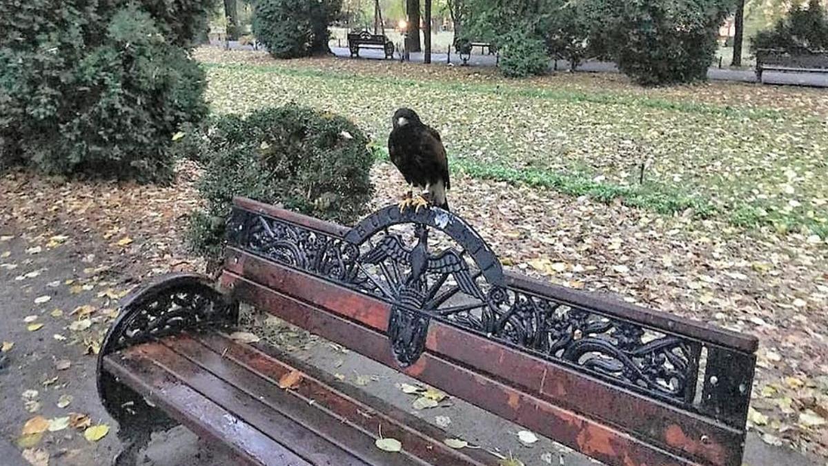 ciori parcul cismigiu pasari de prada